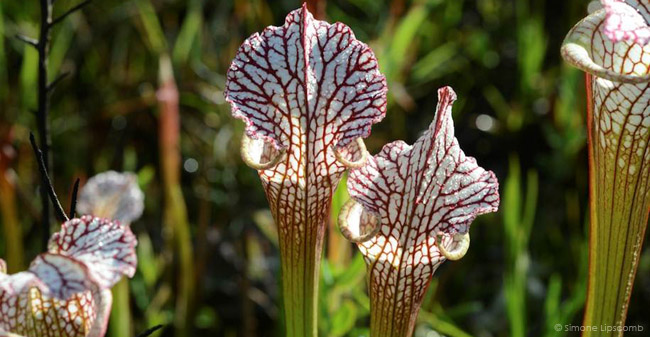 Graham Creek Pitcher Plant