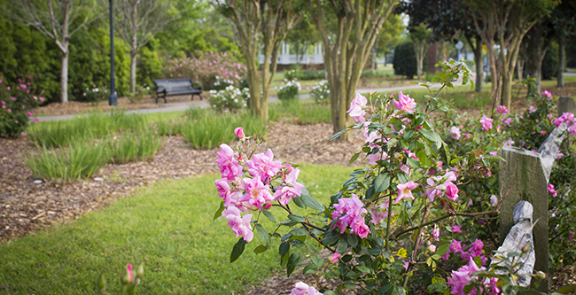 Rose Trail