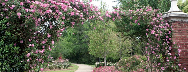 Antique Rose Trail